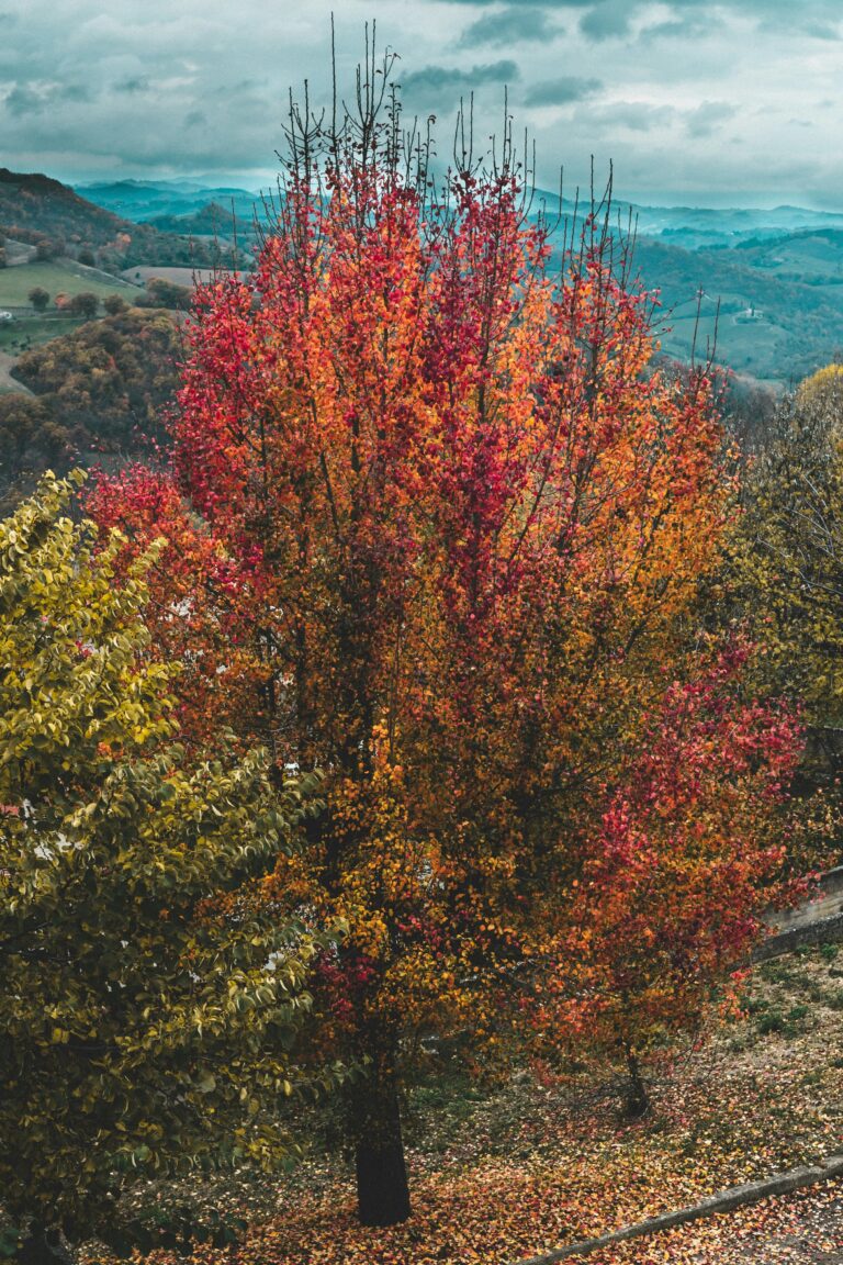 Hersft in Le Marche